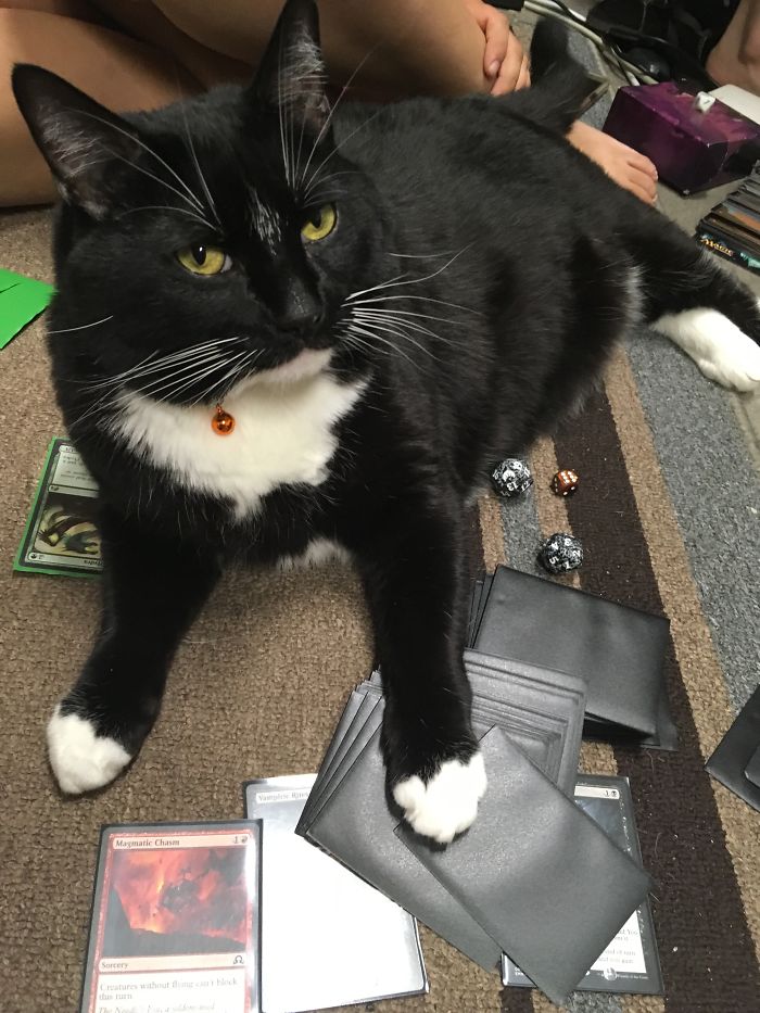 People Are Sharing Pics Of Their Cats Acting Weird (Add Yours)