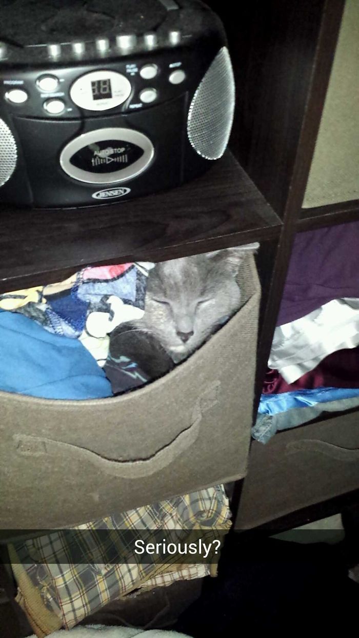 People Are Sharing Pics Of Their Cats Acting Weird (Add Yours)