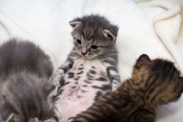 People Are Sharing Pics Of Their Cats Acting Weird (Add Yours)