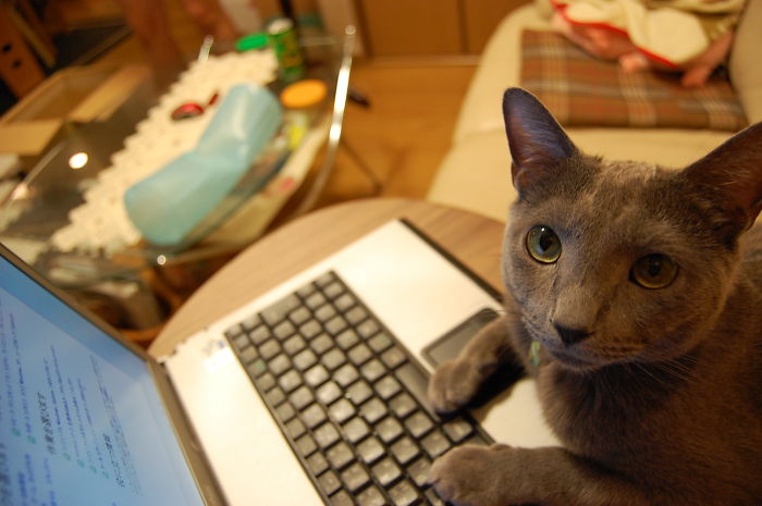 People Are Sharing Pics Of Their Cats Acting Weird (Add Yours)