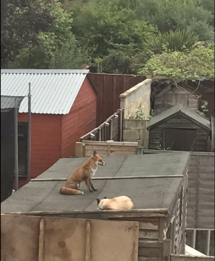 People Are Sharing Pics Of Their Cats Acting Weird (Add Yours)