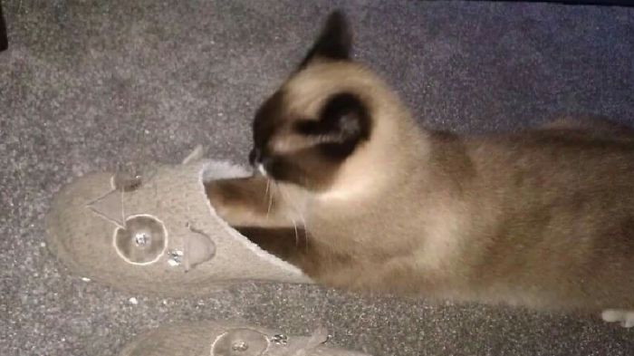 People Are Sharing Pics Of Their Cats Acting Weird (Add Yours)