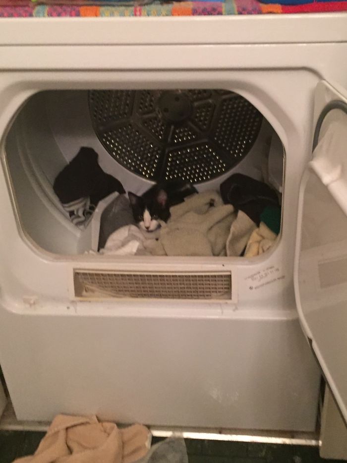 People Are Sharing Pics Of Their Cats Acting Weird (Add Yours)