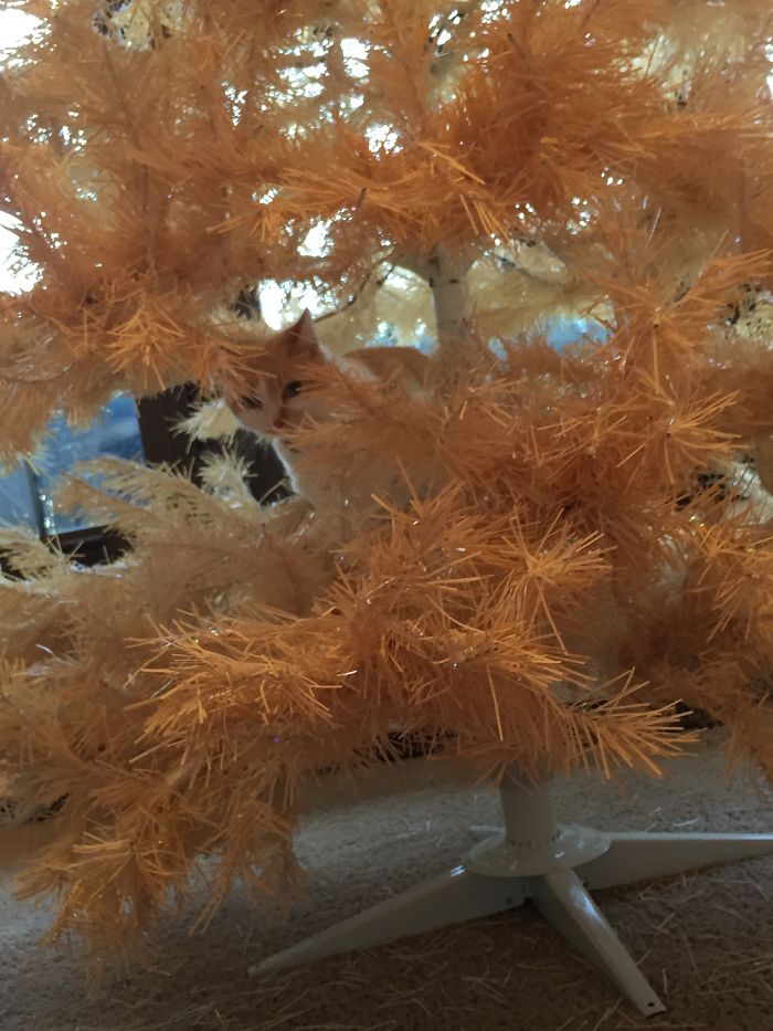 People Are Sharing Pics Of Their Cats Acting Weird (Add Yours)