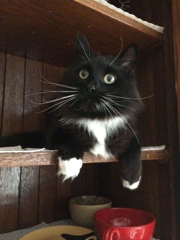 People Are Sharing Pics Of Their Cats Acting Weird (Add Yours)