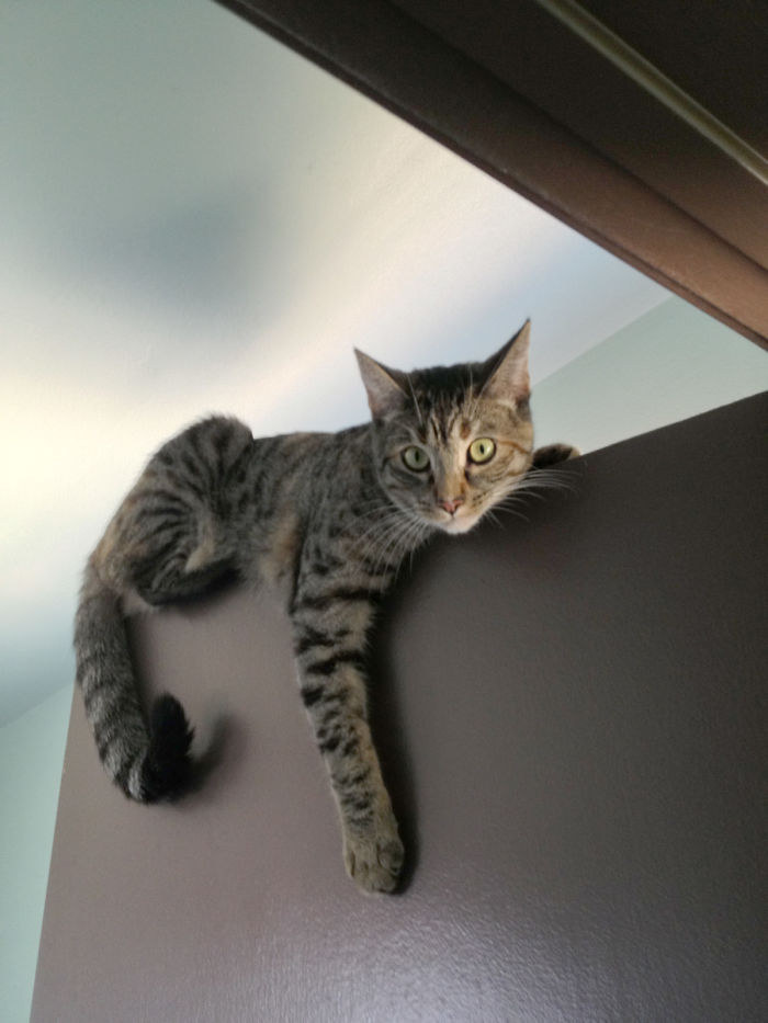 People Are Sharing Pics Of Their Cats Acting Weird (Add Yours)