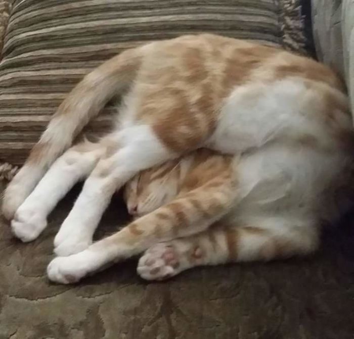 People Are Sharing Pics Of Their Cats Acting Weird (Add Yours)