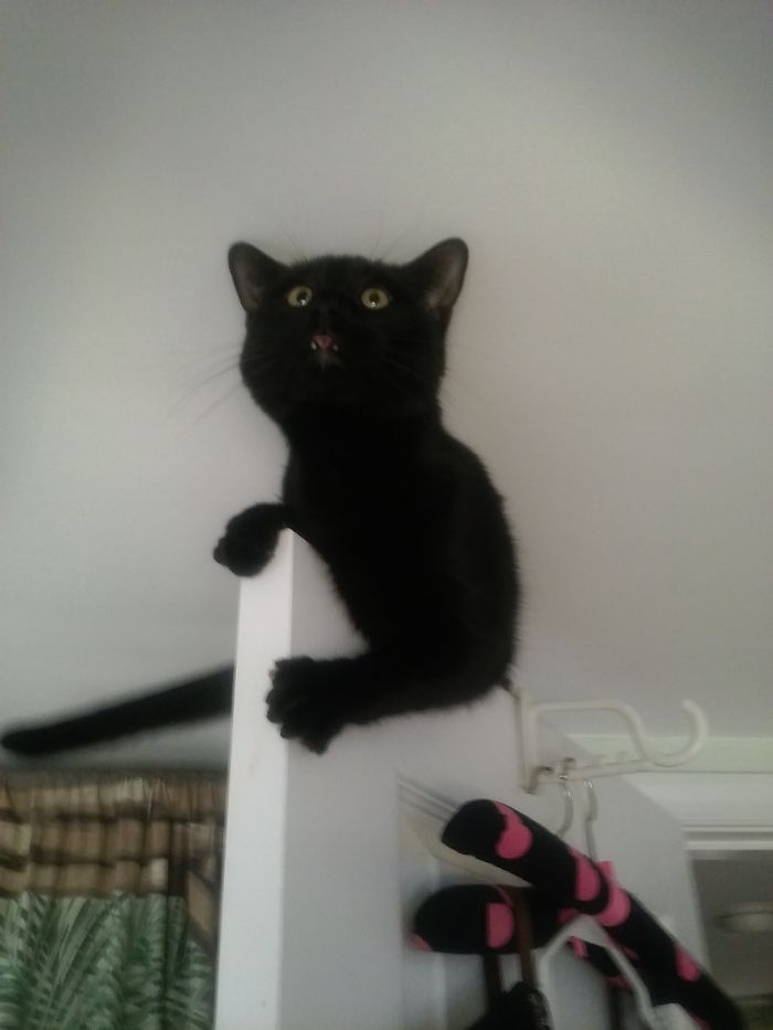 People Are Sharing Pics Of Their Cats Acting Weird (Add Yours)