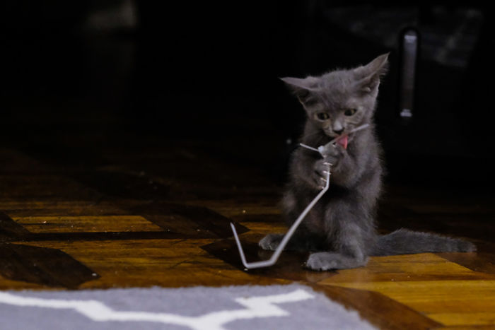 People Are Sharing Pics Of Their Cats Acting Weird (Add Yours)