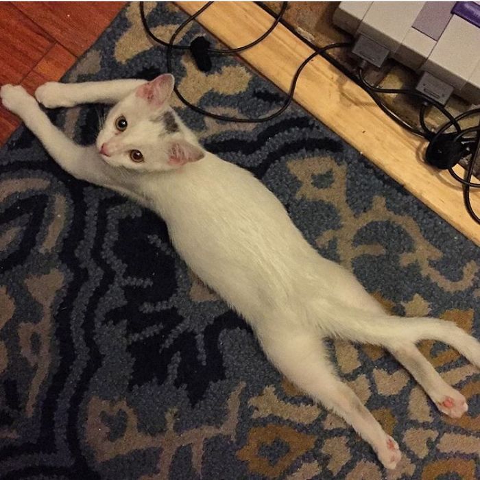 People Are Sharing Pics Of Their Cats Acting Weird (Add Yours)