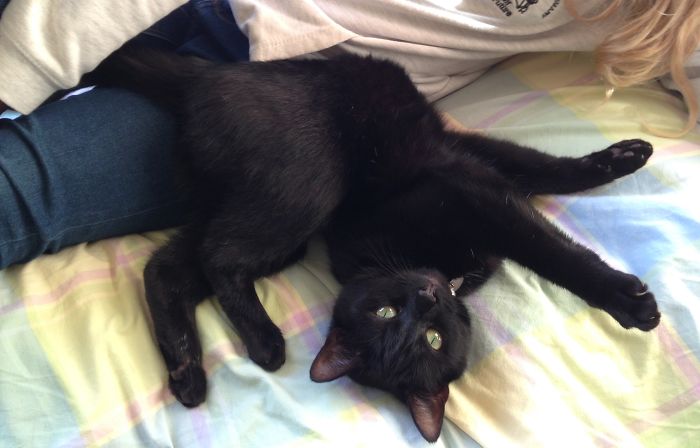 People Are Sharing Pics Of Their Cats Acting Weird (Add Yours)