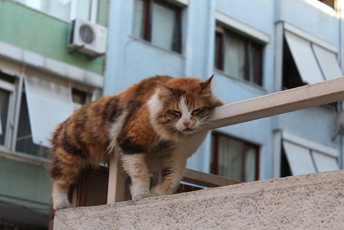 People Are Sharing Pics Of Their Cats Acting Weird (Add Yours)