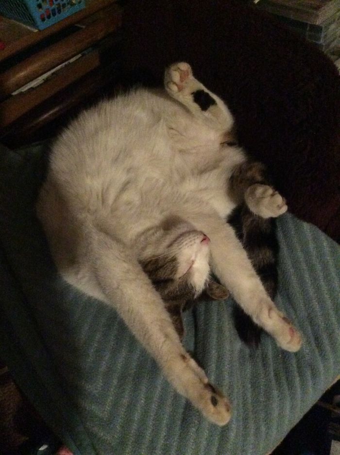 People Are Sharing Pics Of Their Cats Acting Weird (Add Yours)
