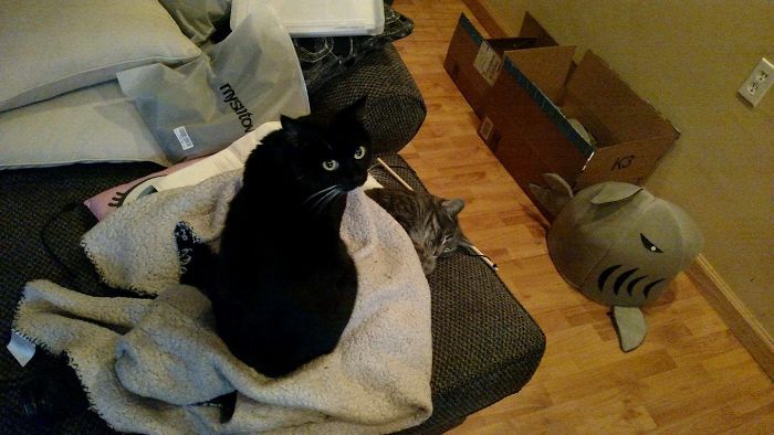 People Are Sharing Pics Of Their Cats Acting Weird (Add Yours)