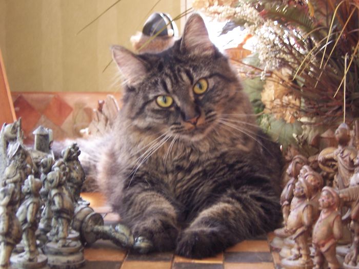 People Are Sharing Pics Of Their Cats Acting Weird (Add Yours)