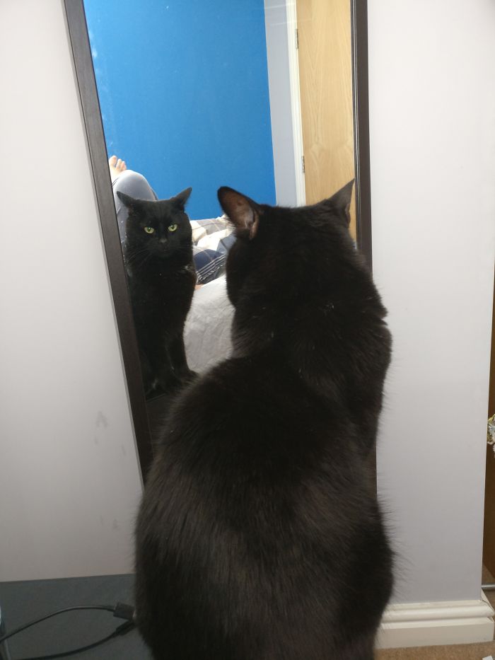 People Are Sharing Pics Of Their Cats Acting Weird (Add Yours)