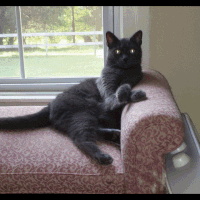 People Are Sharing Pics Of Their Cats Acting Weird (Add Yours)