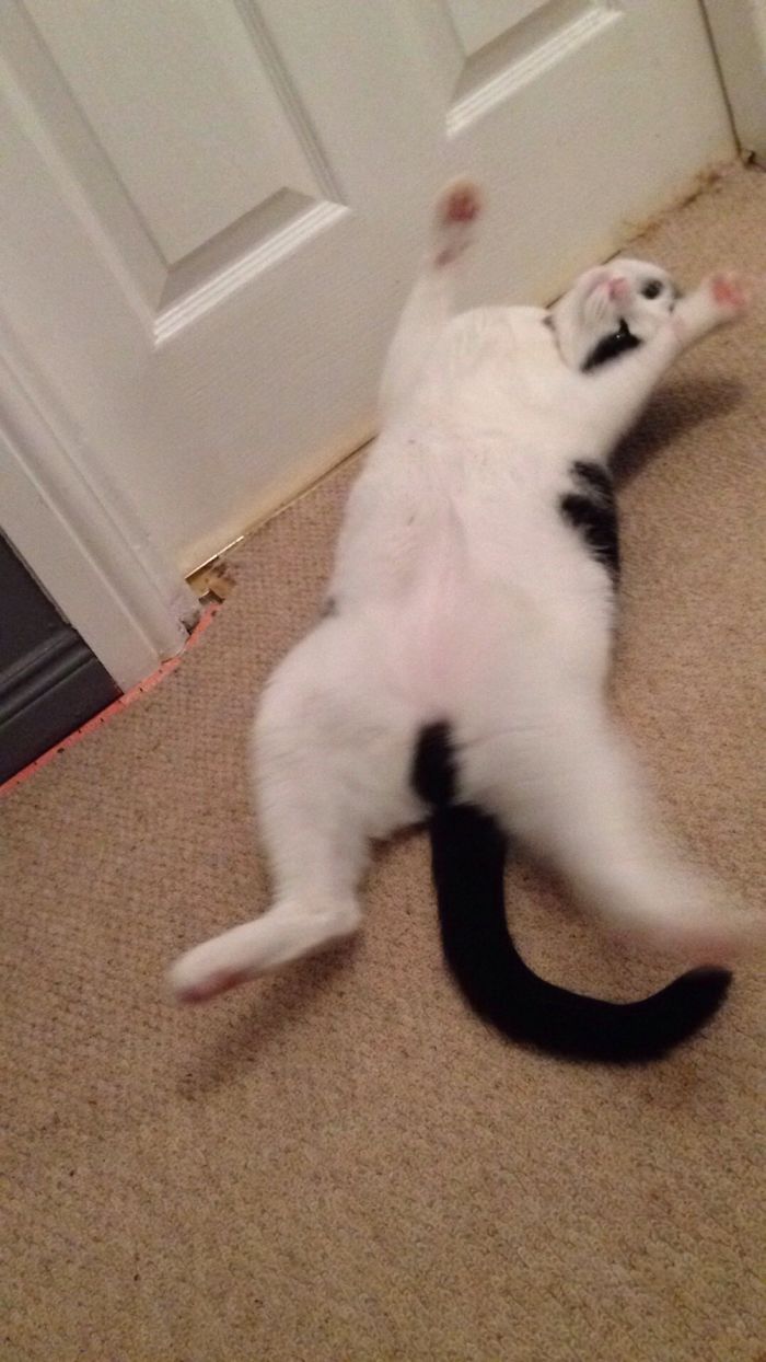 People Are Sharing Pics Of Their Cats Acting Weird (Add Yours)