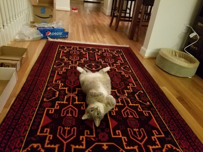 People Are Sharing Pics Of Their Cats Acting Weird (Add Yours)