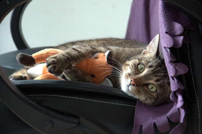 People Are Sharing Pics Of Their Cats Acting Weird (Add Yours)