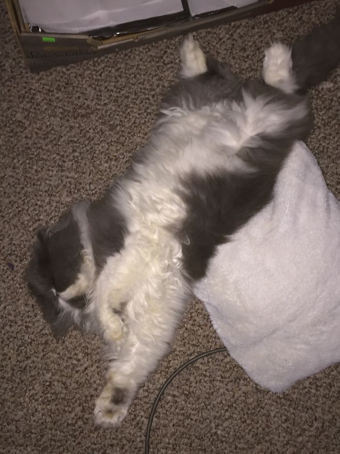People Are Sharing Pics Of Their Cats Acting Weird (Add Yours)