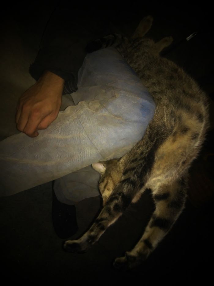 People Are Sharing Pics Of Their Cats Acting Weird (Add Yours)