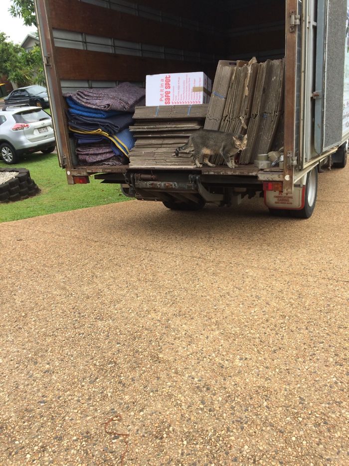 People Are Sharing Pics Of Their Cats Acting Weird (Add Yours)