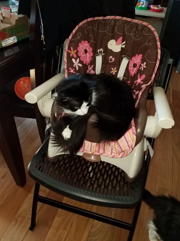 People Are Sharing Pics Of Their Cats Acting Weird (Add Yours)