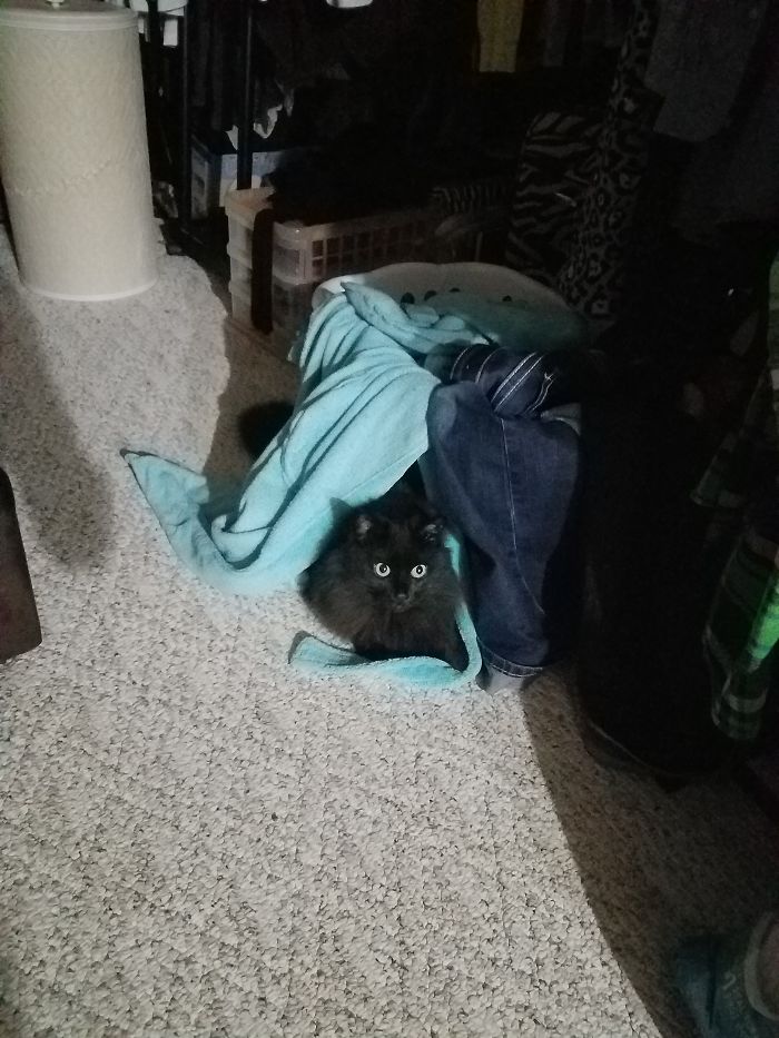 People Are Sharing Pics Of Their Cats Acting Weird (Add Yours)