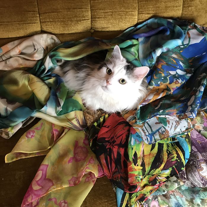 People Are Sharing Pics Of Their Cats Acting Weird (Add Yours)