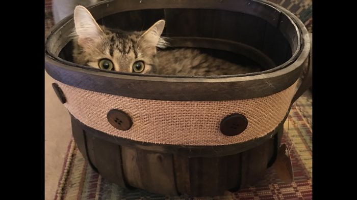 People Are Sharing Pics Of Their Cats Acting Weird (Add Yours)