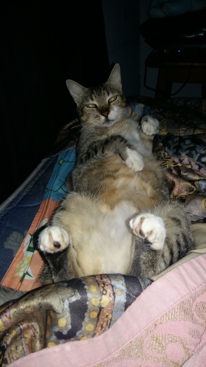 People Are Sharing Pics Of Their Cats Acting Weird (Add Yours)