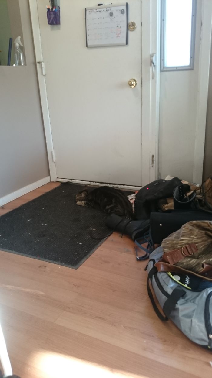 People Are Sharing Pics Of Their Cats Acting Weird (Add Yours)