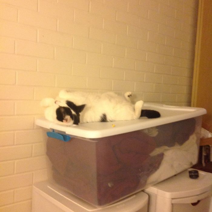 People Are Sharing Pics Of Their Cats Acting Weird (Add Yours)