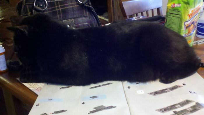 People Are Sharing Pics Of Their Cats Acting Weird (Add Yours)