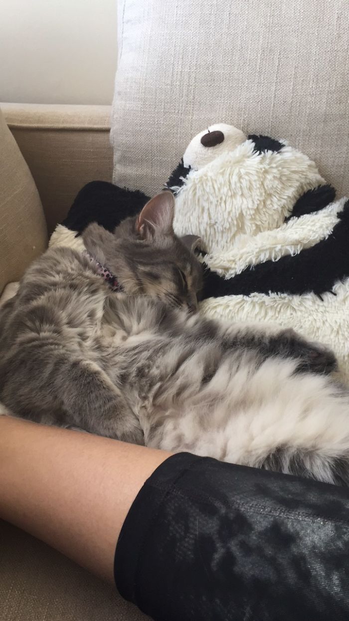 People Are Sharing Pics Of Their Cats Acting Weird (Add Yours)