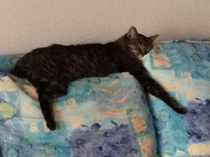 People Are Sharing Pics Of Their Cats Acting Weird (Add Yours)