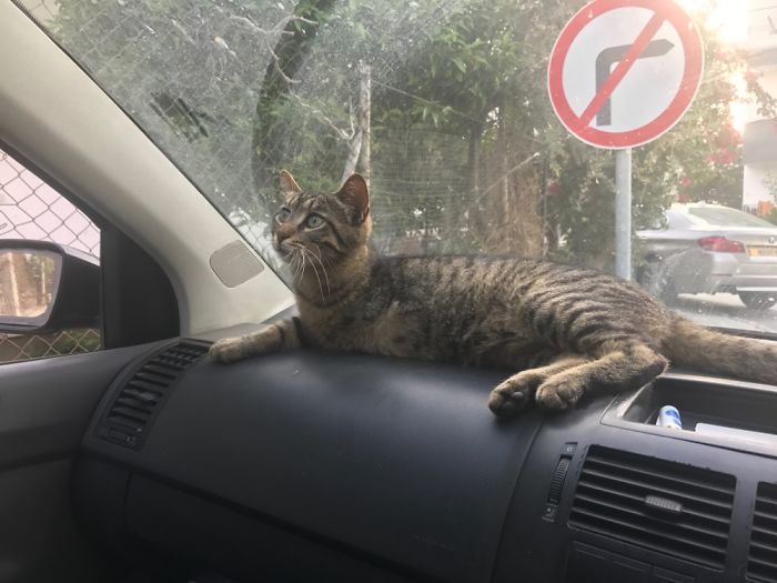 People Are Sharing Pics Of Their Cats Acting Weird (Add Yours)