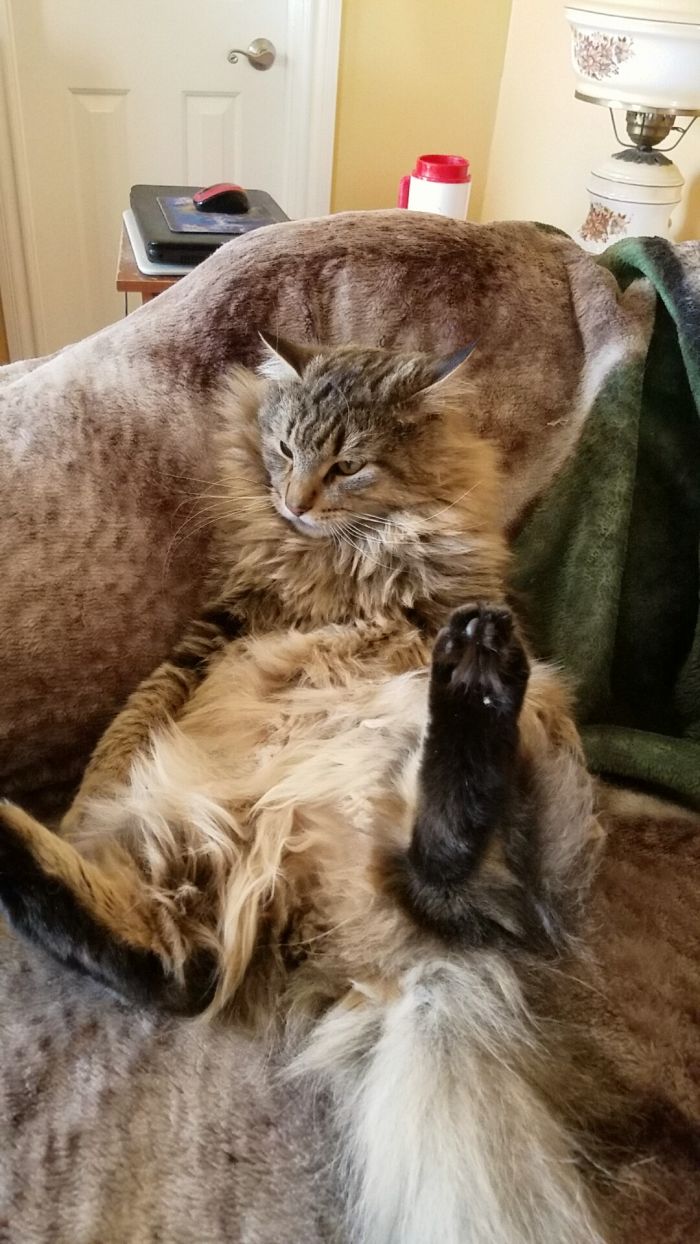 People Are Sharing Pics Of Their Cats Acting Weird (Add Yours)