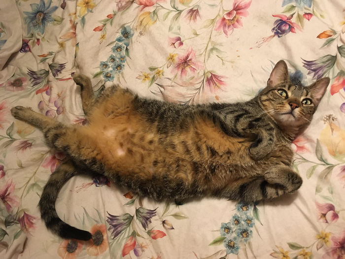People Are Sharing Pics Of Their Cats Acting Weird (Add Yours)