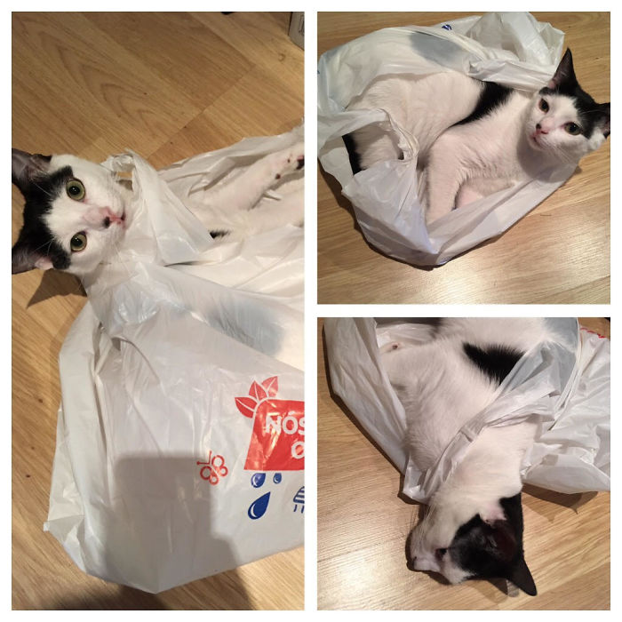 People Are Sharing Pics Of Their Cats Acting Weird (Add Yours)