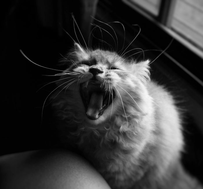 People Are Sharing Pics Of Their Cats Acting Weird (Add Yours)