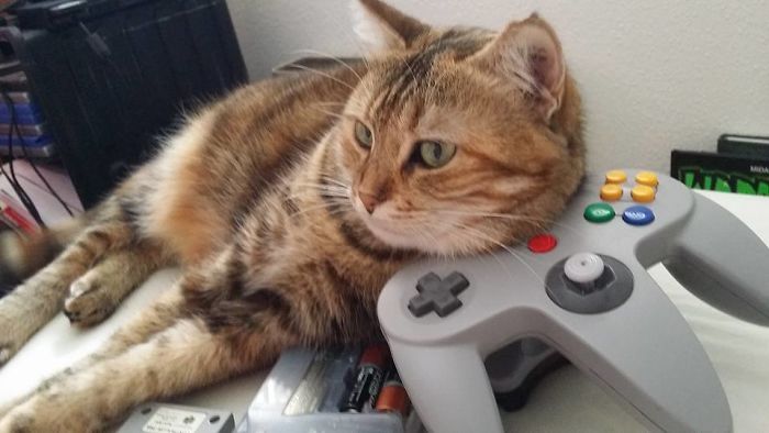 People Are Sharing Pics Of Their Cats Acting Weird (Add Yours)