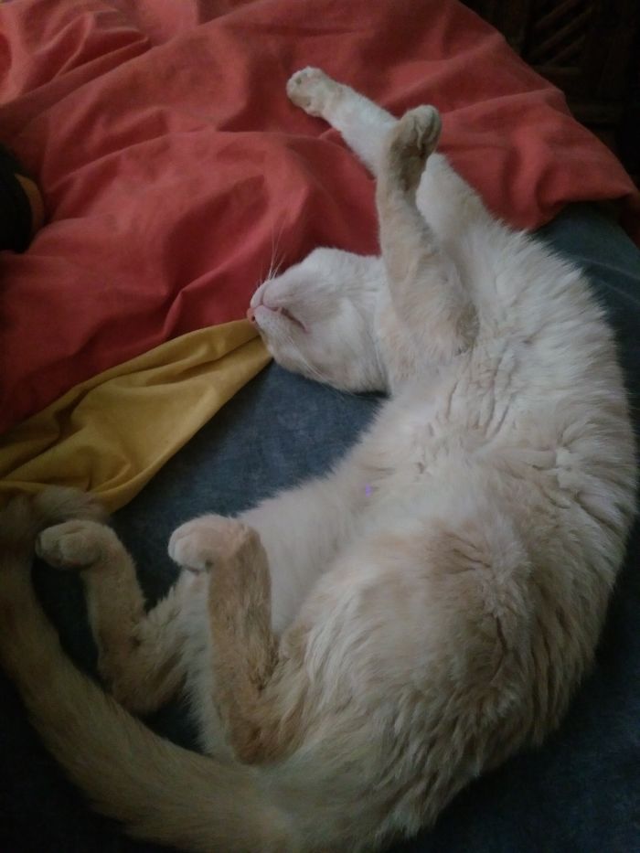 People Are Sharing Pics Of Their Cats Acting Weird (Add Yours)