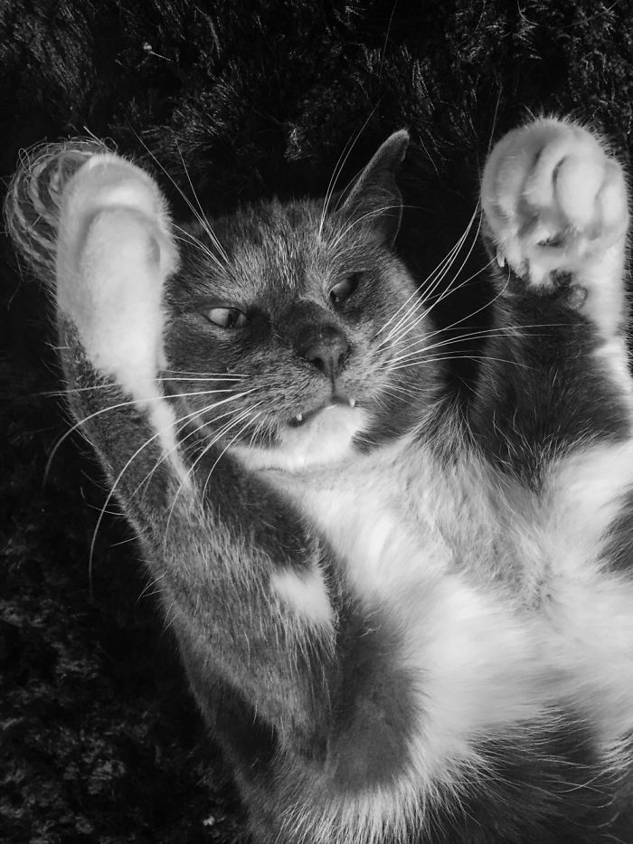 People Are Sharing Pics Of Their Cats Acting Weird (Add Yours)