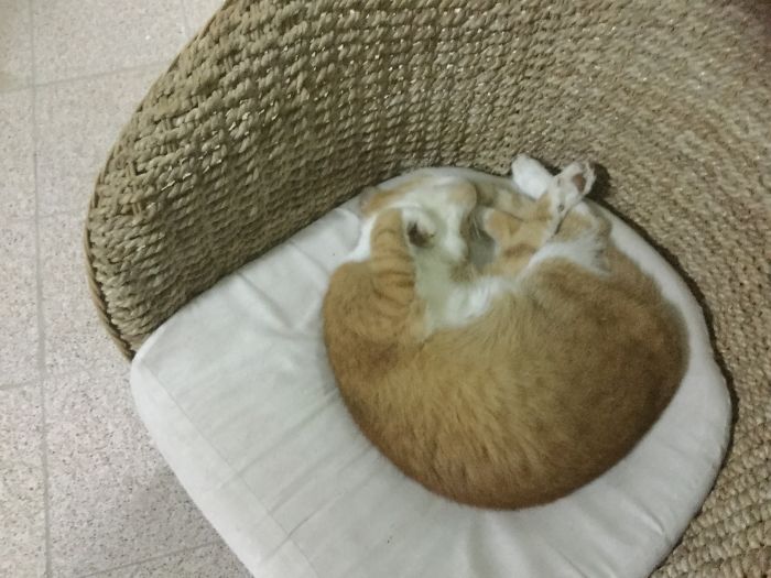 People Are Sharing Pics Of Their Cats Acting Weird (Add Yours)