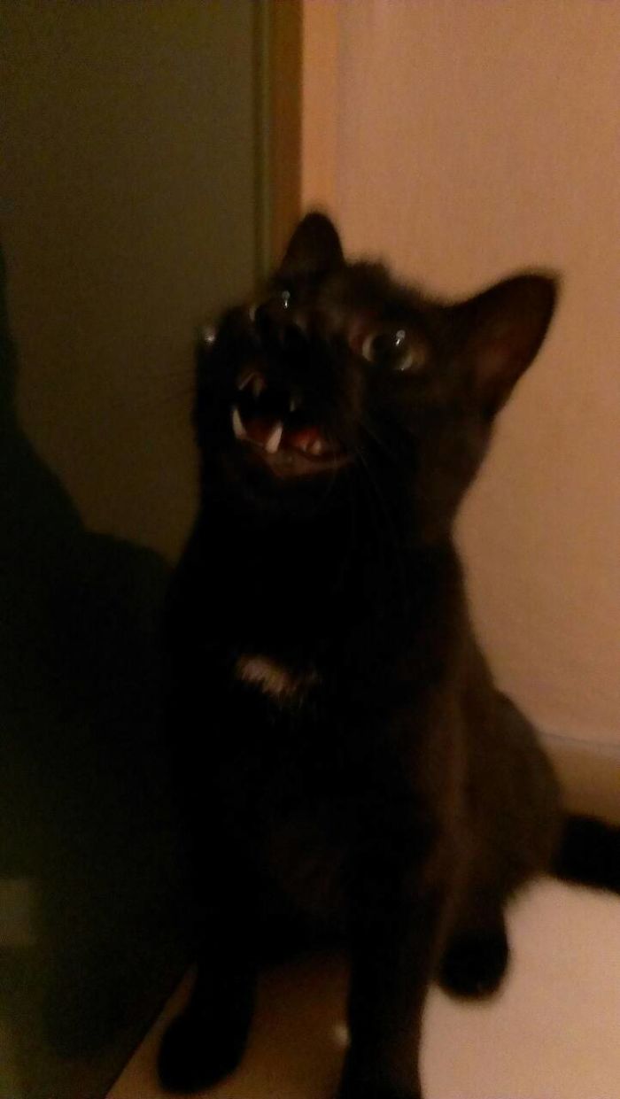 People Are Sharing Pics Of Their Cats Acting Weird (Add Yours)