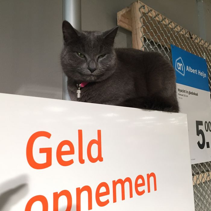 People Are Sharing Pics Of Their Cats Acting Weird (Add Yours)