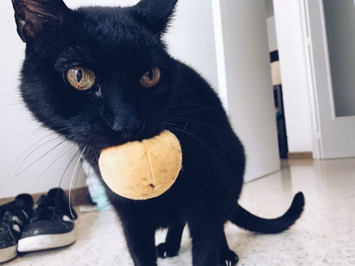 People Are Sharing Pics Of Their Cats Acting Weird (Add Yours)