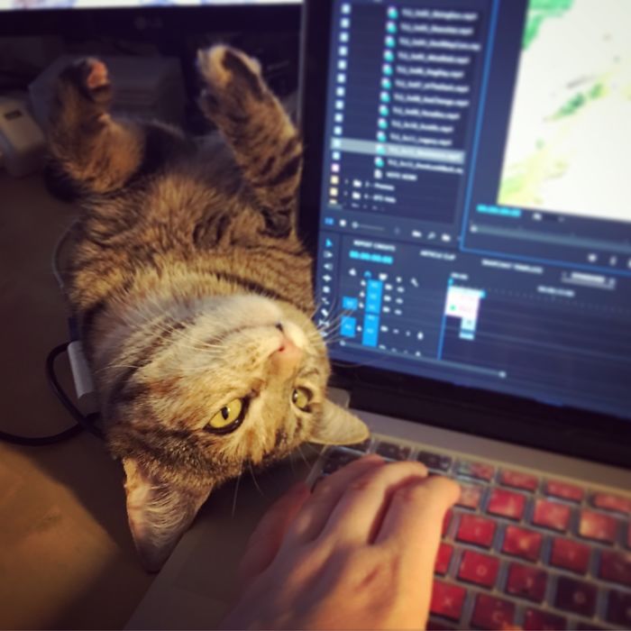 People Are Sharing Pics Of Their Cats Acting Weird (Add Yours)